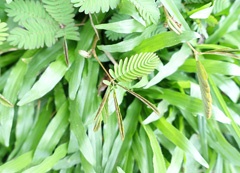 DSC00952a